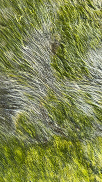 Green Algae Texture on Wet Rock Surface. Natural Abstract Background