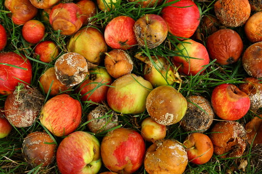 Rotten and Spoiled Apples Fallen in Green Grass Background