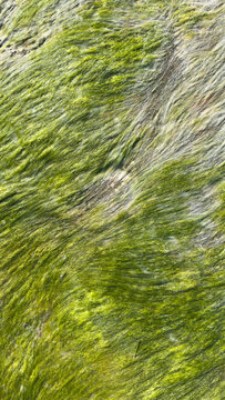 Green Algae Texture on Wet Rock Surface. Natural Abstract Background