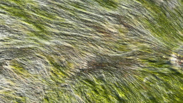 Green Algae Texture on Wet Rock Surface. Natural Abstract Background