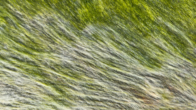 Green Algae Texture on Wet Rock Surface. Natural Abstract Background