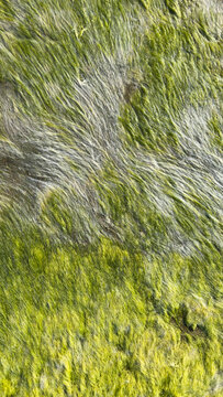 Green Algae Texture on Wet Rock Surface. Natural Abstract Background