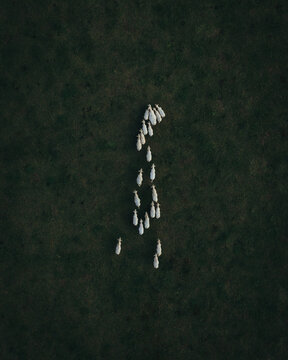 Aerial view of a small flock of white sheep walking in a line across a dark green pasture, Czech Republic.