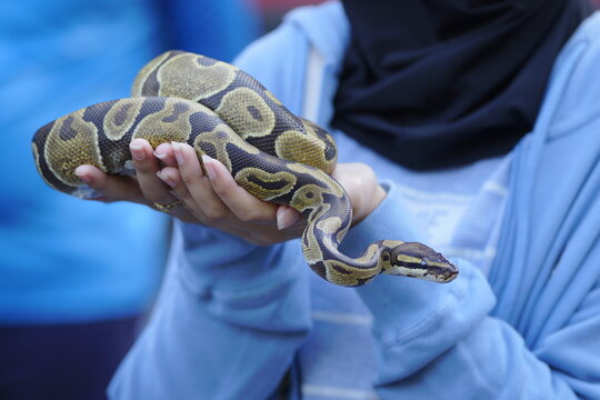 Biologically, snakes cannot become truly tame like mammals such as cats or dogs; instead, they simply become accustomed to being handled.