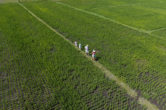 Aerial view of a family walking along a narrow path through lush green rice paddies in Kuta Selatan, Bali, Indonesia.