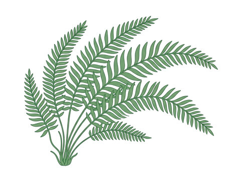 Ilustra&ccedil;&atilde;o vetorial de uma planta samambaia verde com folhas detalhadas isolada em um fundo branco, ideal para design bot&acirc;nico e elementos decorativos de natureza.