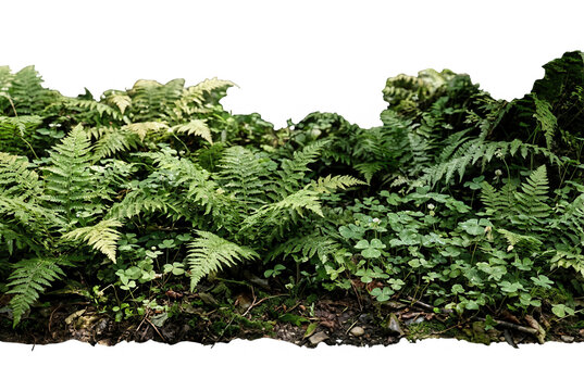 Borda de folhagem verde exuberante com samambaias e plantas rasteiras isoladas em um fundo branco, ideal para composi&ccedil;&otilde;es de design natural e paisagismo.