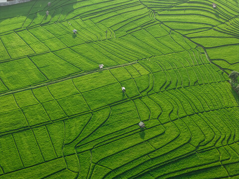 Aerial view of lush green rice terraces with small wooden huts in the agricultural landscape of Kuta Selatan, Bali, Indonesia.