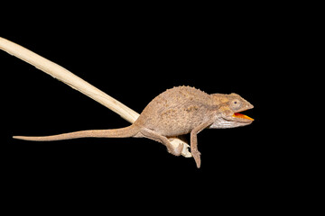 Fototapeta premium A defensive KwaZulu-Natal Dwarf Chameleon (Bradypodion melanocephalum), also known as the Black-headed Dwarf Chameleon or Durban Dwarf Chameleon, against a black background
