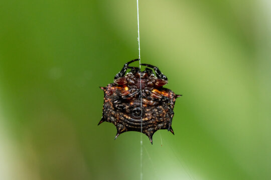A beautiful biscuit box kite spider (Isoxya tabulata) in dense vegetation, KwaZulu-Natal, South Africa