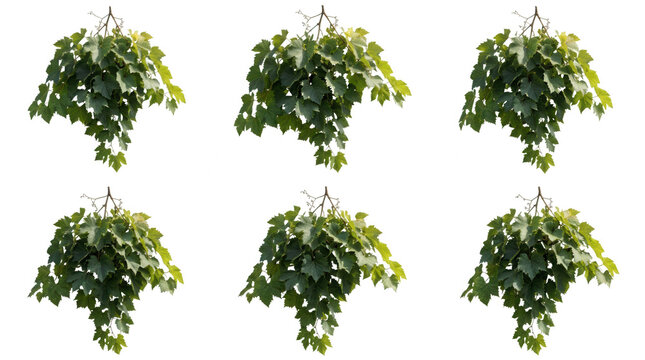 Conjunto de seis ramos de hera verde isolados em fundo branco, perfeitos para design gr&aacute;fico, elementos decorativos de plantas trepadeiras e composi&ccedil;&otilde;es bot&acirc;nicas naturais.