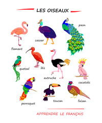 Naklejka premium LEARN FRENCH. Set of illustrations of exotic birds. Drawings for encyclopaedia or for kids school textbook. Educational page for children to study French language and words. Hand drawn vector.