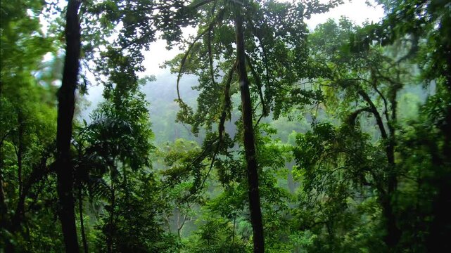 Torrential Tropical Rain Falling in the Lush Costa Rican Rainforest