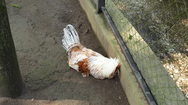 A Polish chicken with unique fluffy feathers standing in an enclosure.