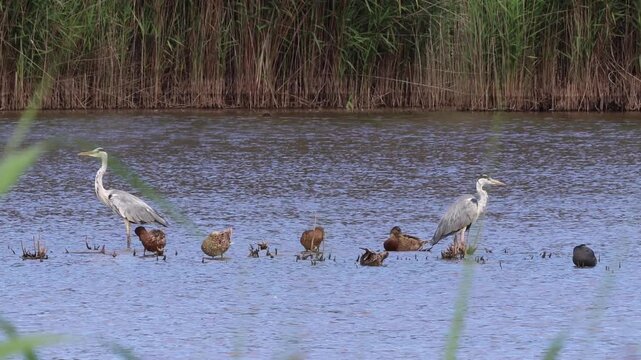Grey herons and ducks foraging in a wetland