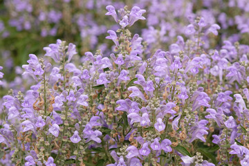Naklejka premium Purple Scutellaria canescens, hoary or downy skullcap, in flower.