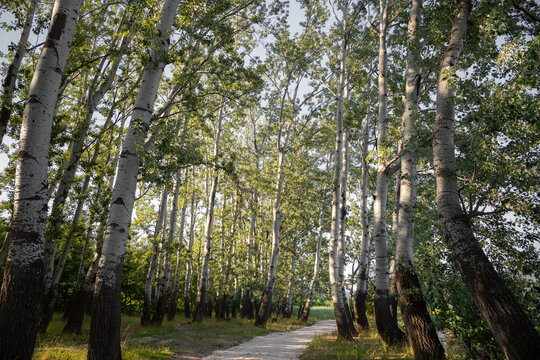 Gravel Path Winding Through Tall Poplar Tree Alley in Sunlight