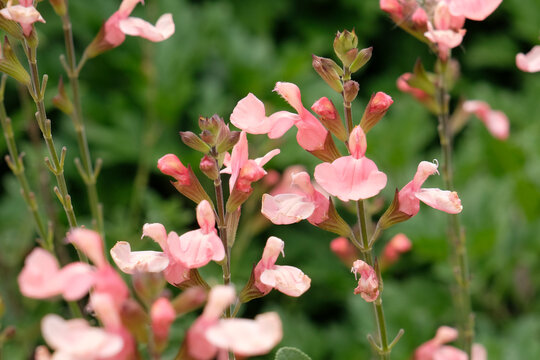 Peach Salvia microphylla, baby sage, &lsquo;Aphrodite&rsquo; in flower.