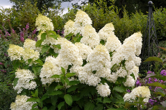 White Hydrangea paniculata, panicled hydrangea &lsquo;Phantom&rsquo; in flower.