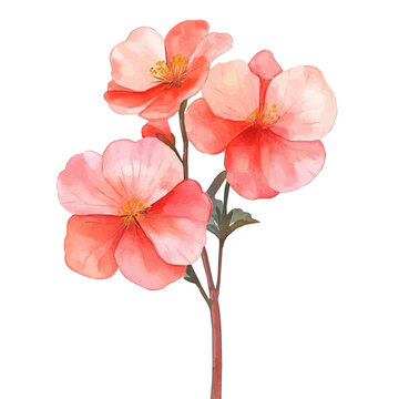 watercolor of Begonia illustration, isolated on a white background.