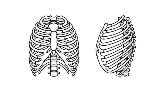 Anatomical illustration of human rib cage, front and side view, isolated on transparent background, medical diagram, skeletal system concept
