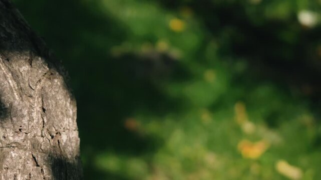 Close-up of a thick tree trunk illuminated by strong sunlight, with beautiful soft bokeh of lush green forest in the background.
