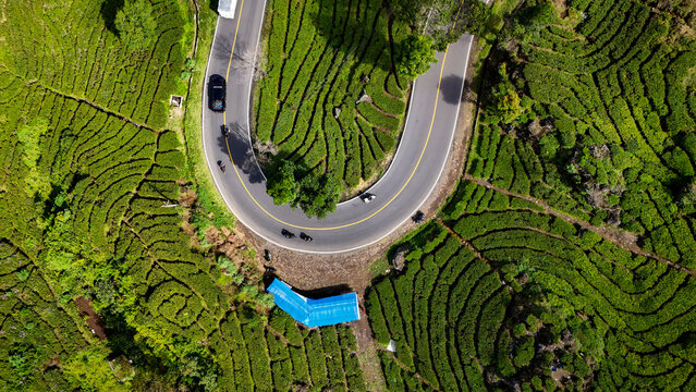 Aerial view of the winding road cutting through the lush green tea plantations of Rancabali Ciwidey in Rancabali, West Java, Indonesia.