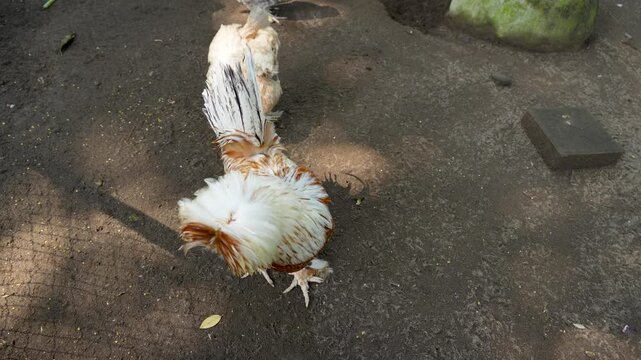 A Polish chicken with unique fluffy feathers standing in an enclosure.