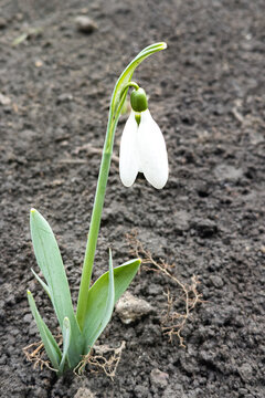 A delicate Galanthus snowdrop flower emerges from rich dark soil. Symbolizing hope, rebirth, and resilience as a harbinger of spring, captured in a clean botanical vertical macro shot