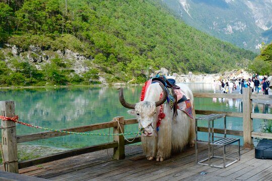 yak at blue moon valley
