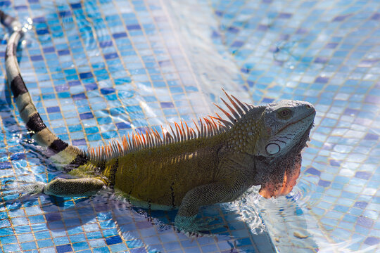 Iguana in a swimming pool at summer sunset. Summer vacation trip to the Caribbean beach resorts and hotels in Falc&oacute;n State, Venezuela.