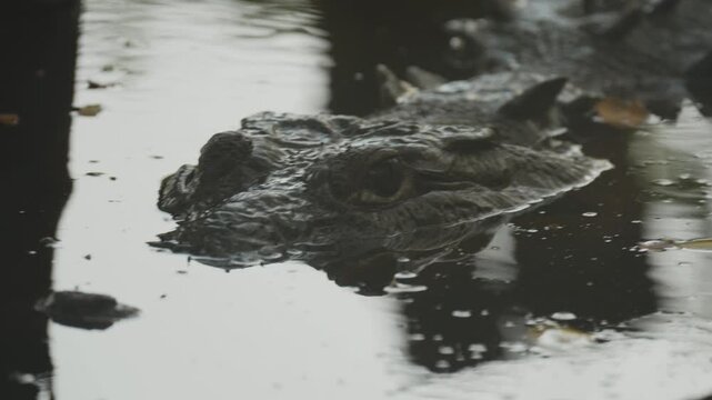 Close up of a crocodile head with its reflection in the murky water of a mangrove swamp