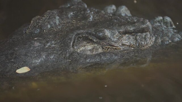 Big american crocodile closing its eye in the murky water of a tropical lagoon in mexico