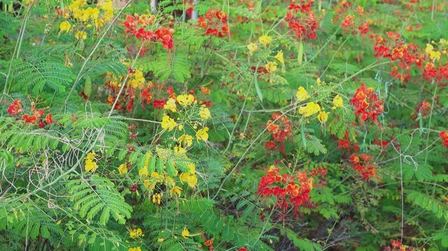 Caesalpinia pulcherrima yellow blooms in Oman