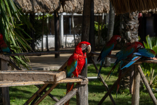 Avitourism and Wildlife Conservation: Scarlet Macaws at a Nature Sanctuary in Tucacas, Falcon state, Venezuela