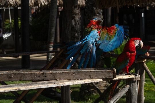 Avitourism and Wildlife Conservation: Scarlet Macaws at a Nature Sanctuary in Tucacas, Falcon state, Venezuela