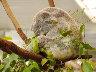 Sleeping koala curled up on eucalyptus tree branch, Australia © Fai_fany