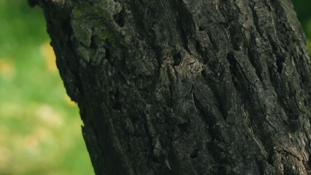 Close-up of a thick tree trunk illuminated by strong sunlight, with beautiful soft bokeh of lush green forest in the background.
