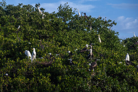 Tropical Avian Wildlife in Mangrove Canopy, Cuare Sanctuary, Morrocoy National Park, Venezuela