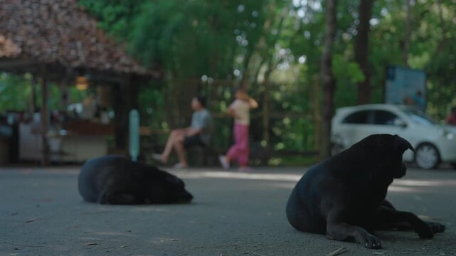 Black dogs resting on pavement near tropical roadside in forest setting, Relaxed stray dogs lying outdoors with blurred people and village background 4k
