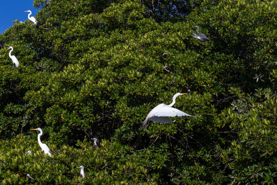Tropical Avian Wildlife in Mangrove Canopy, Cuare Sanctuary, Morrocoy National Park, Venezuela