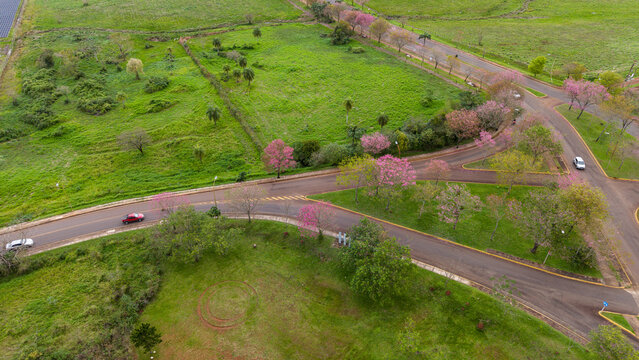 Aerial view of Lapacho Rosado trees in bloom lining a road intersection surrounded by green fields and grassy areas in Posadas, Misiones Province, Argentina.