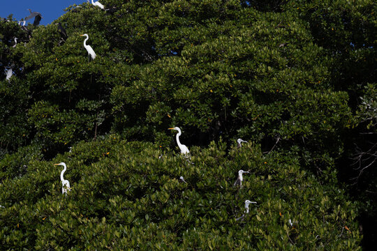 Tropical Avian Wildlife in Mangrove Canopy, Cuare Sanctuary, Morrocoy National Park, Venezuela