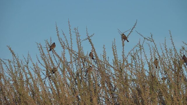 Flock of wintering White-cheeked bulbul (Pycnonotus leucotis mesopotamia) on spring Prosopis bush in Oman