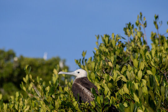 Sea earwigs. Tropical Avian Wildlife in Mangrove Canopy, Cuare Sanctuary, Morrocoy National Park, Venezuela