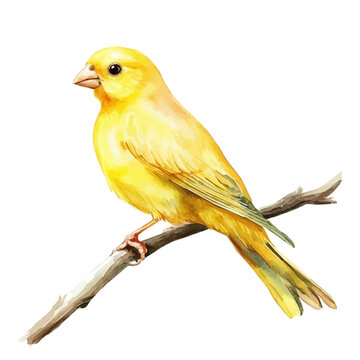 canary vector watercolor, isolated on a white background