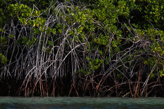 Environmental Protection and Biodiversity Conservation in Cuare Wildlife Refuge, Morrocoy, Venezuela