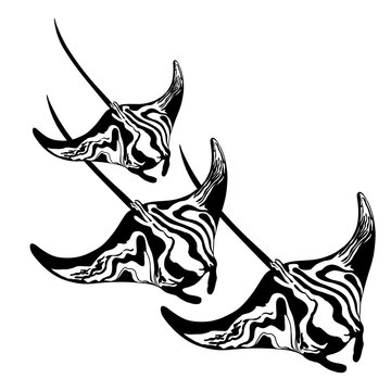 SIlhouette vector illustration of a stingray