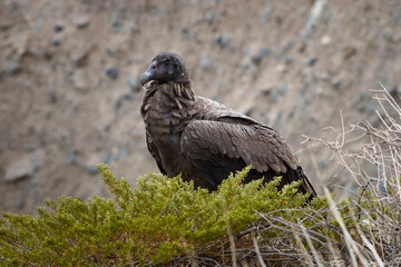 Fototapeta premium Young female andean condor (Vultur gryphus) spotted in the Aconcagua provincial park in Mendoza, Argentina.