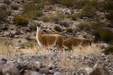 Herd of guanacos (Lama guanicoe) spotted in the Aconcagua provincial park in Mendoza, Argentina © Hernan Schmidt